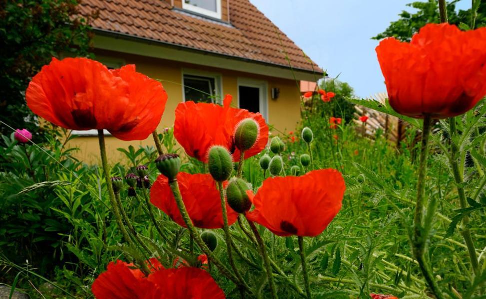 Ferienwohnung In Der Uckermark Am Oberuckersee Ot Warnitz Extérieur photo